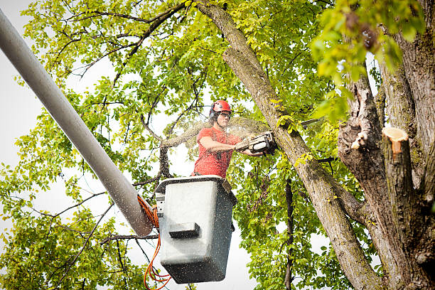 Best Emergency Tree Removal  in Knightdale, NC